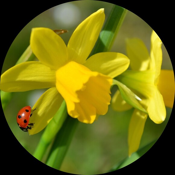 lacysdaffodils